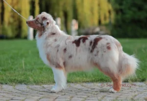 Australian Shepherd