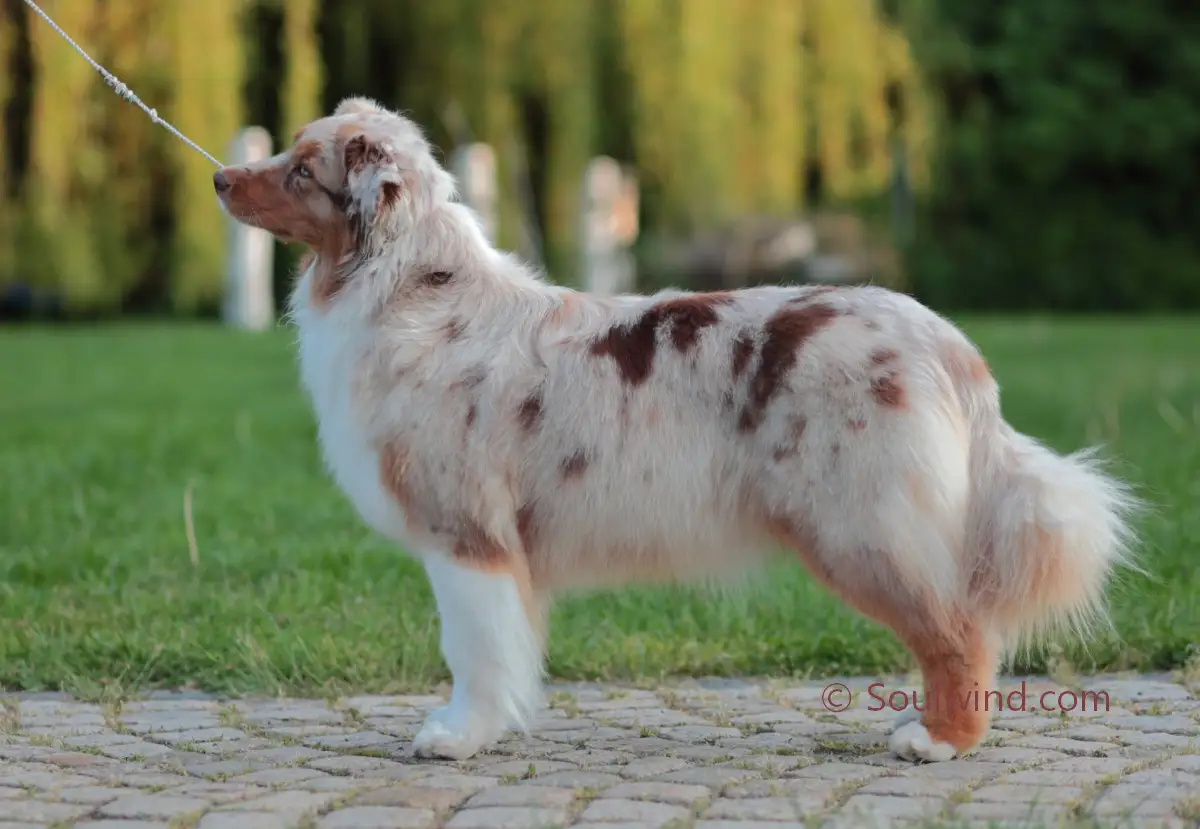 Australian Shepherd