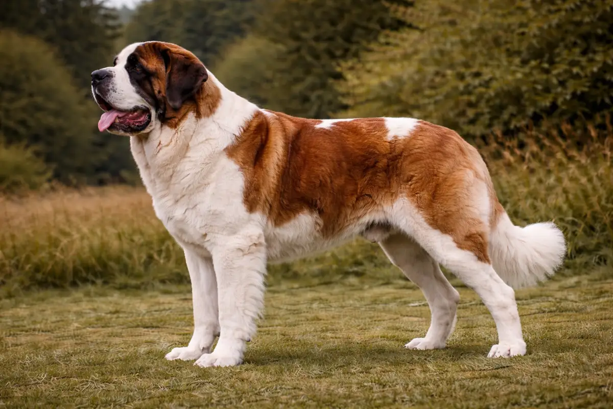 Bernhardiner: Der sanftmütige Retter aus den Schweizer Alpen