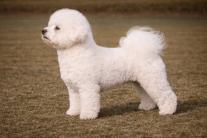 Bichon Frise