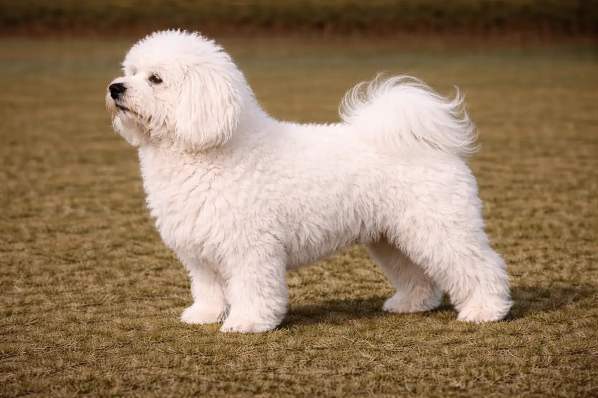 Bologneser Portrait weiß