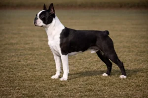 Boston Terrier