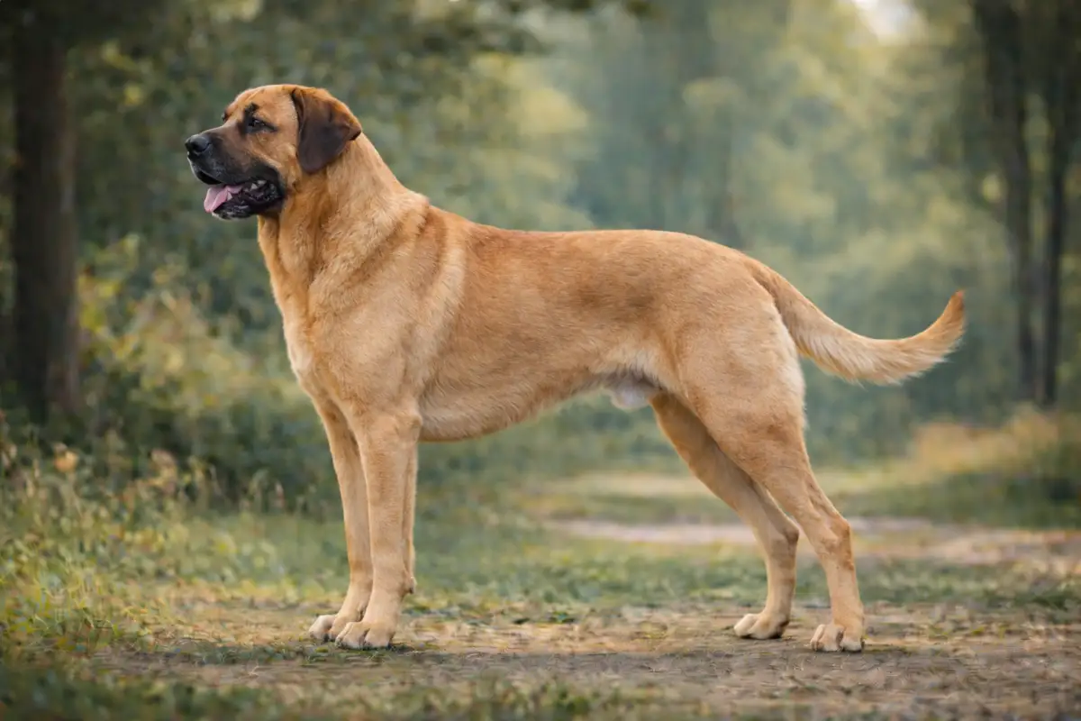 Der Broholmer: Eine majestätische Erscheinung