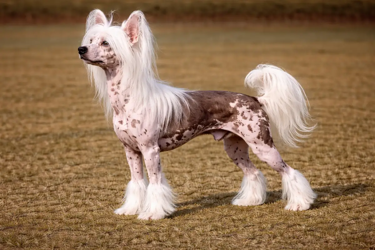 Chinese Crested