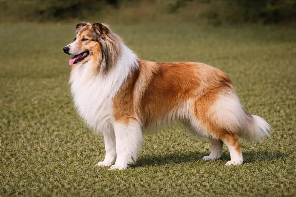 Langhaar Collie