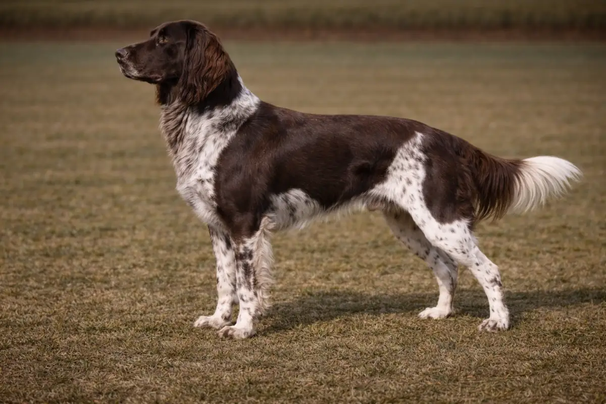 Deutsch Langhaar Vorstehhund