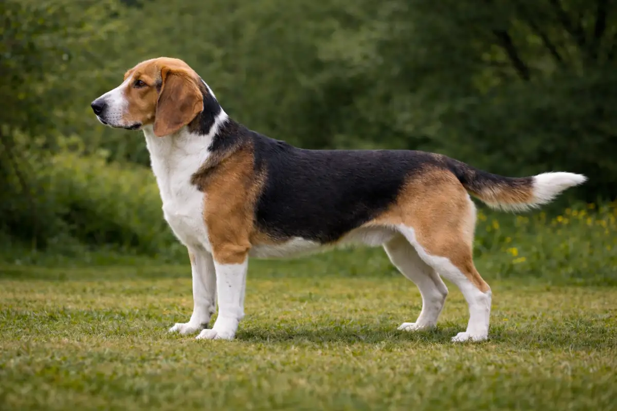 Deutsche Bracke Laufhund: Sanftmütig und arbeitsfreudig Deutsche Bracke Laufhund: Sanftmütig und arbeitsfreudig