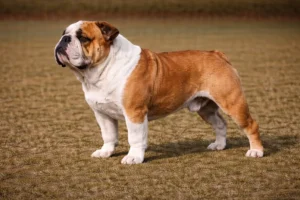 Englische Bulldogge