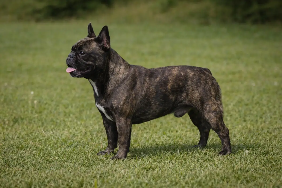 Französische Bulldogge