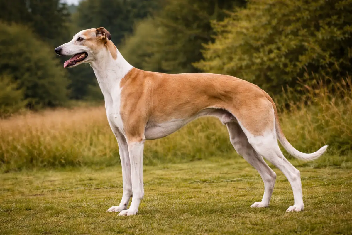 Greyhound: Eleganz und Geschwindigkeit