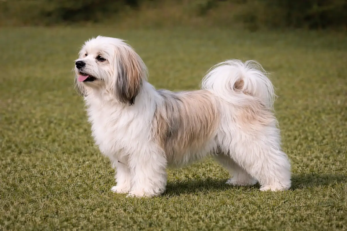 Havaneser - Bichon Havanais