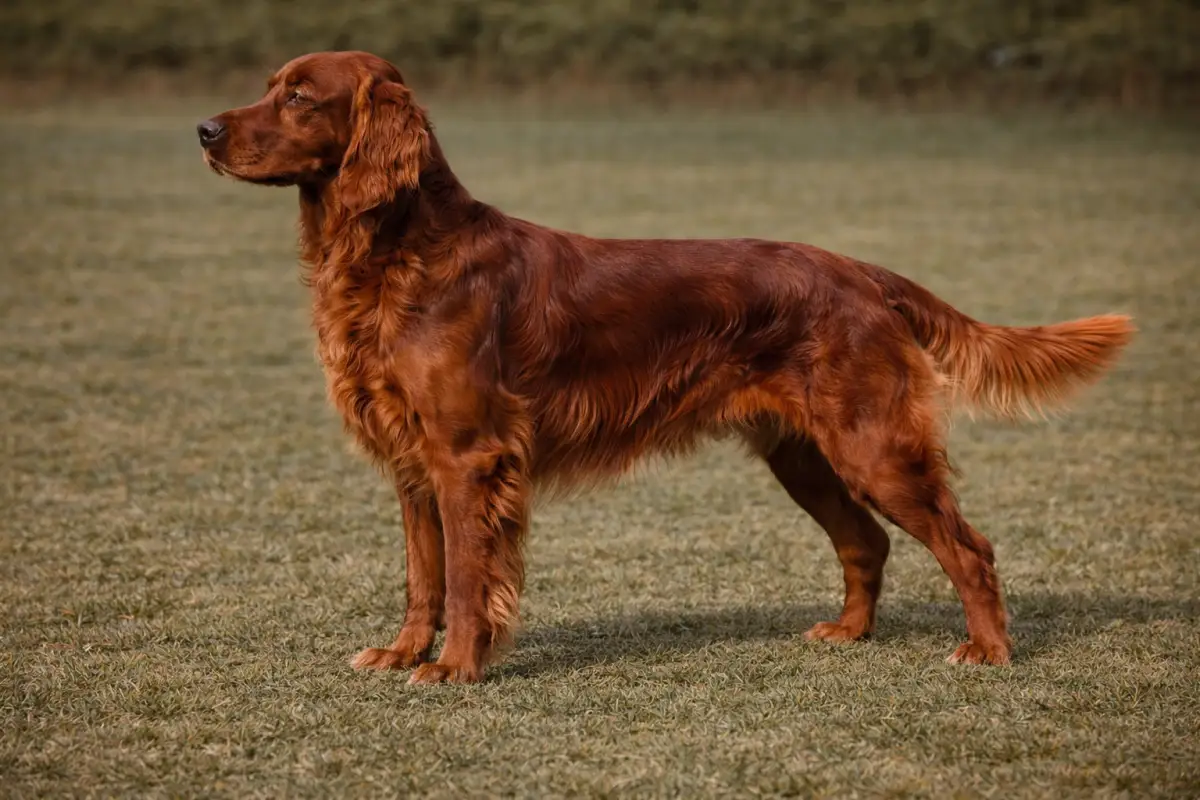 Irish Red Setter Irish Red Setter