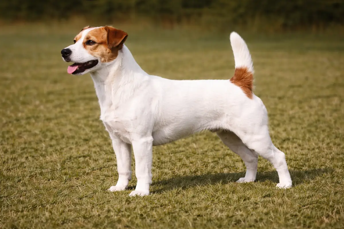 Jack Russell Terrier