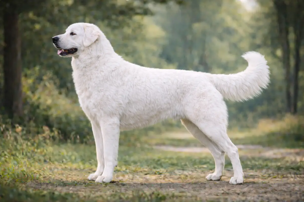 Kuvasz