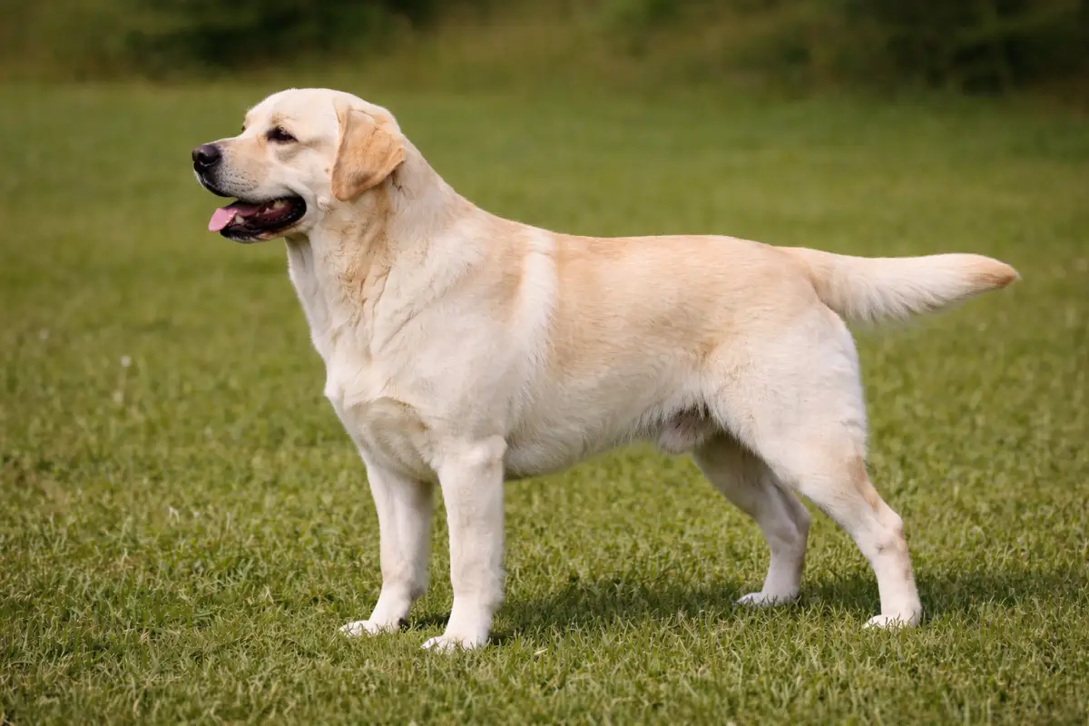 Labrador Retriever Labrador Retriever