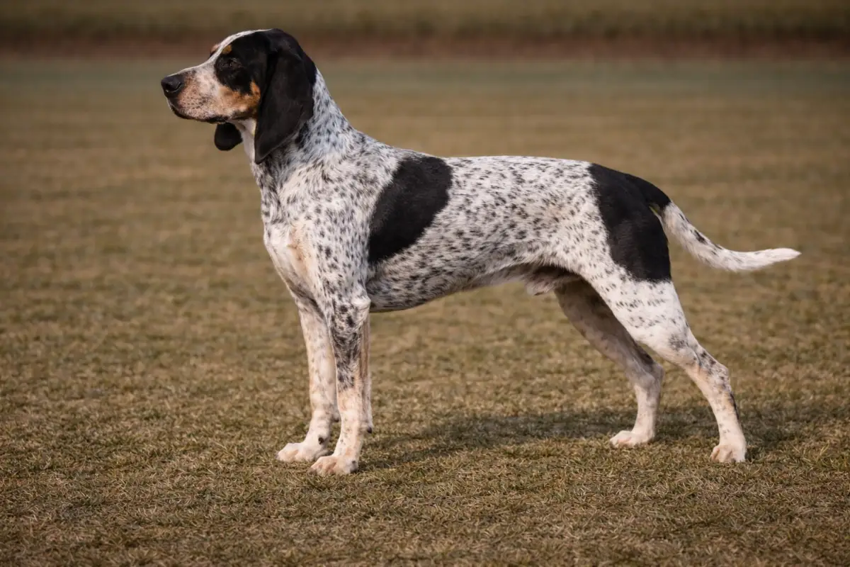 Luzerner Laufhund - Schweizer Laufhund