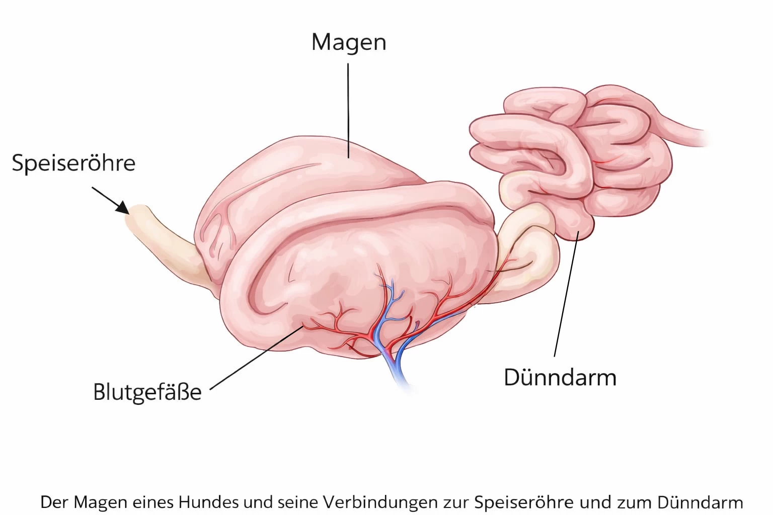 Magendrehung beim Hund: Symptome, Ursachen, Vorbeugen