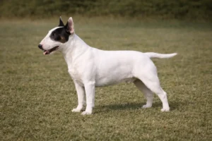 Miniature Bull Terrier