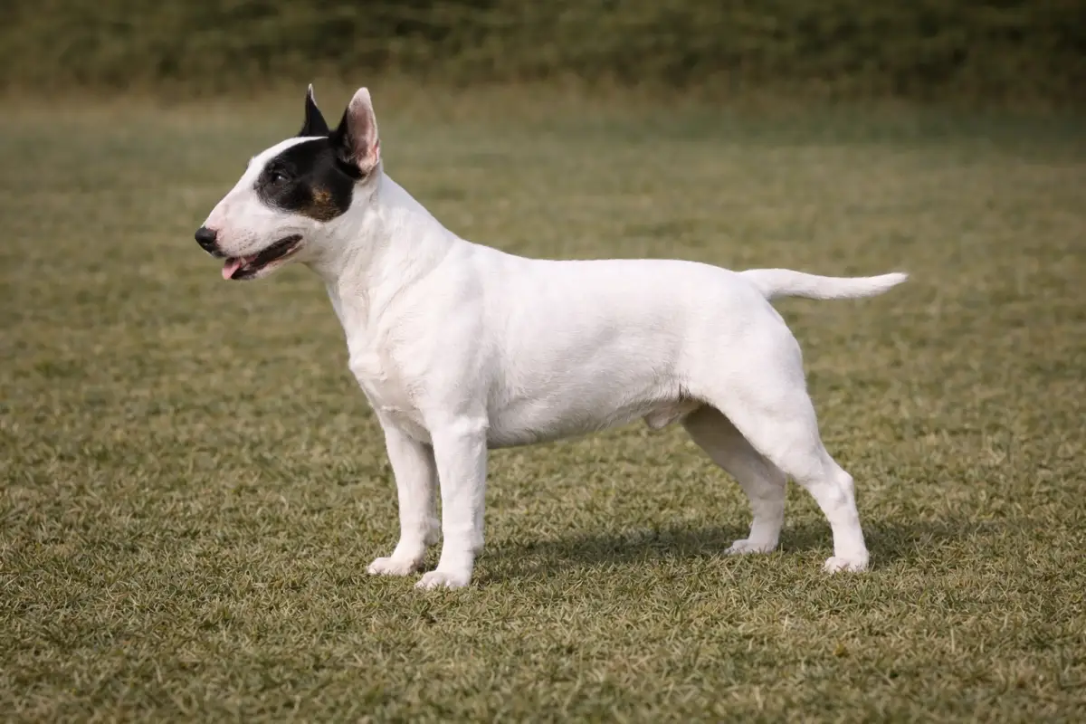 Miniature Bullterrier Terrier