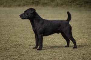 Patterdale Terrier