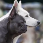 qualzucht-hund-150x150