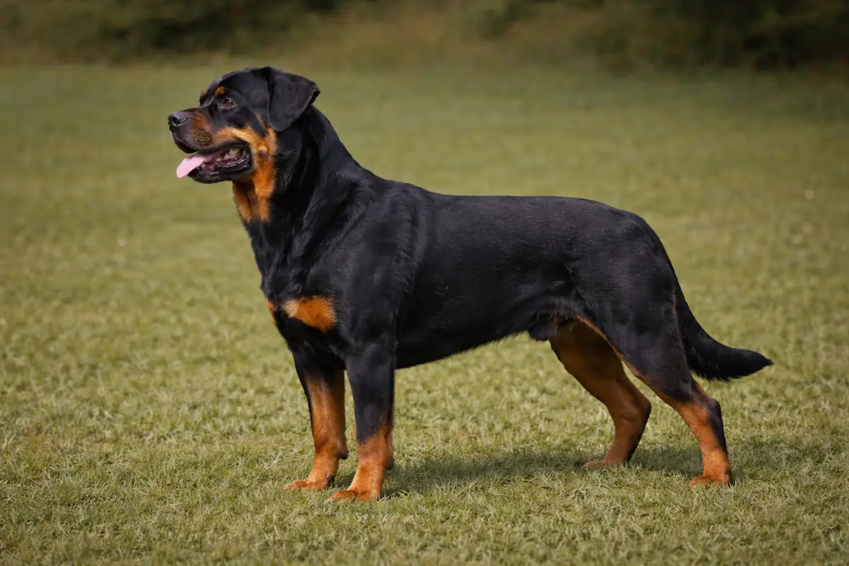 Rottweiler Rottweiler