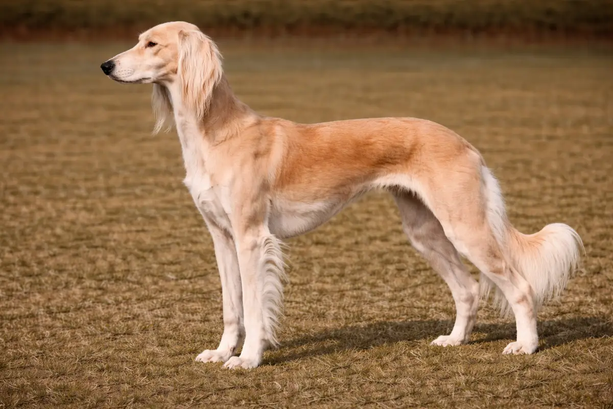 Saluki