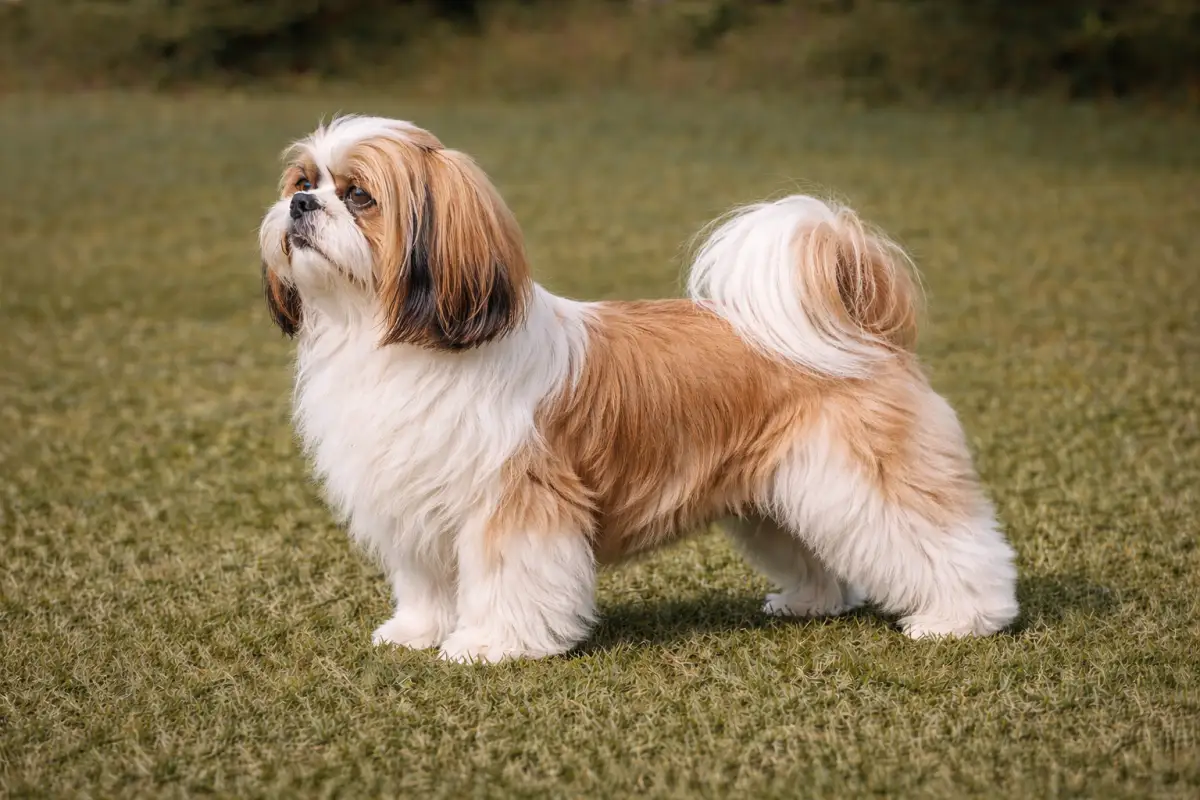 Shih-Tzu Shih-Tzu