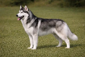 Siberian Husky
