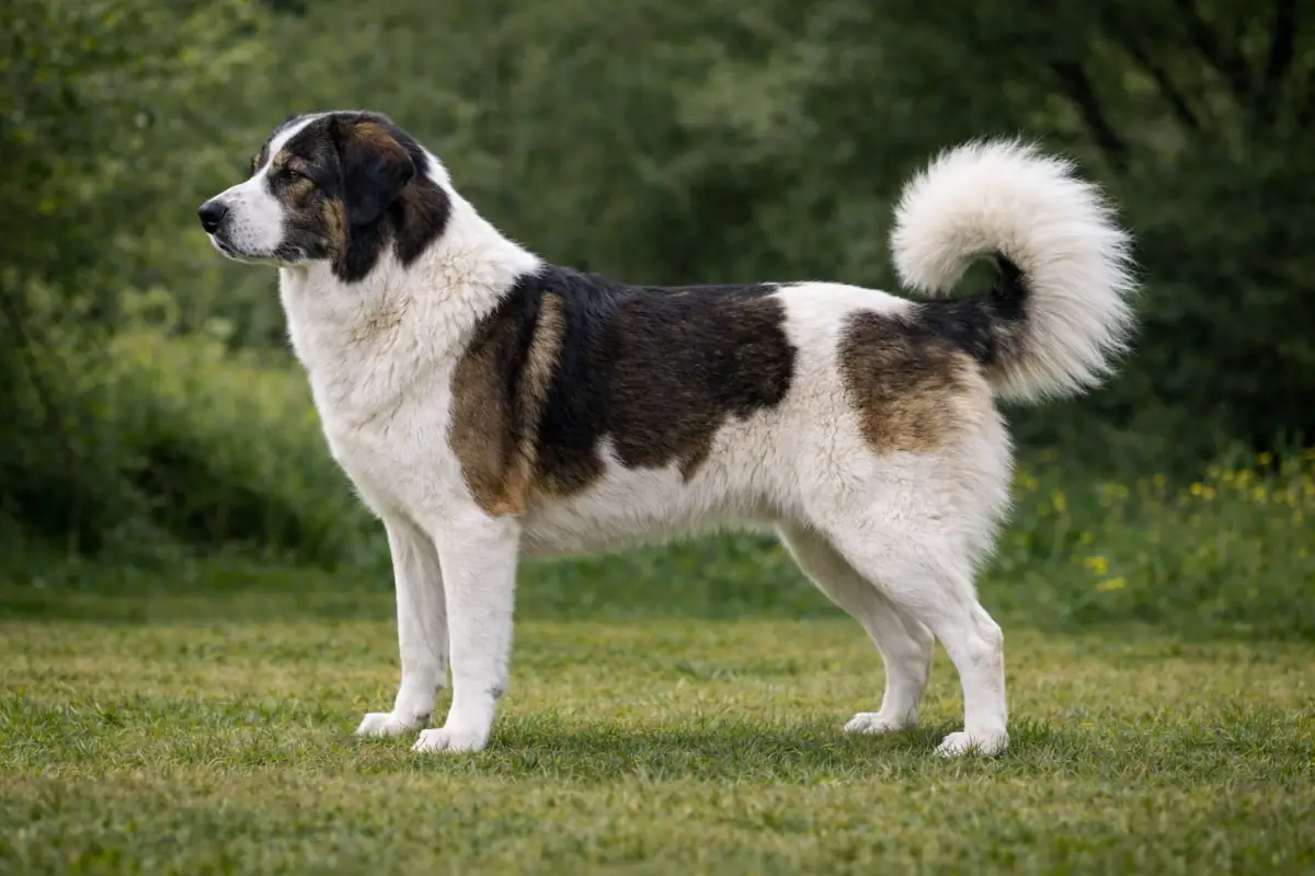 Tornjak - Bosnisch-Herzegowinischer und Kroatischer Schäferhund