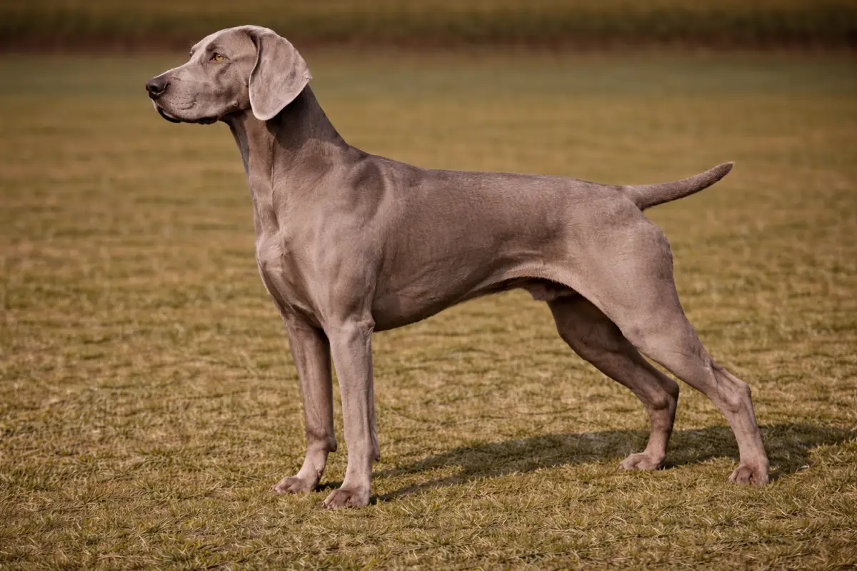 Weimaraner Kurzhaar Portrait