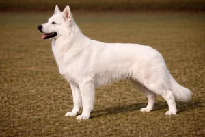 Weisser Schweizer Schaeferhund