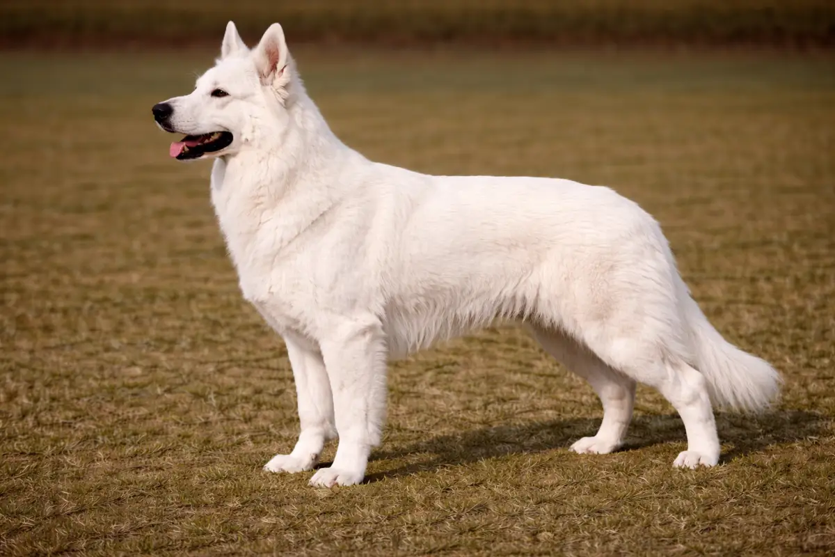 Weisser Schäferhund