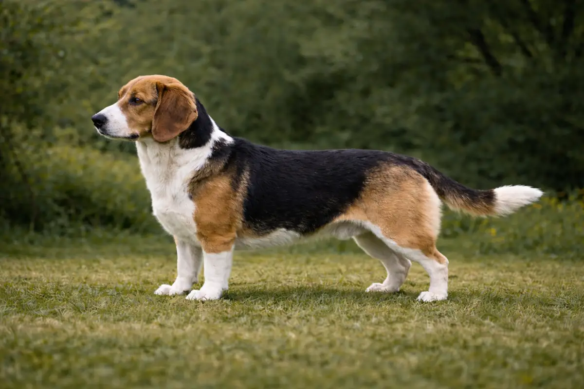Die Westfälische Dachsbracke: Kompakt, ausdauernd und freundlich.