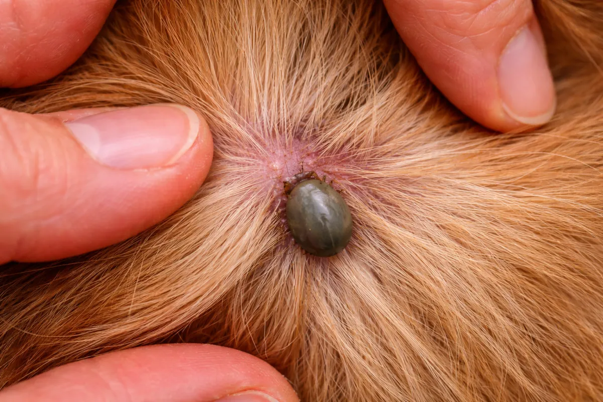 Zecke beim Hund Fell Zecke beim Hund Fell