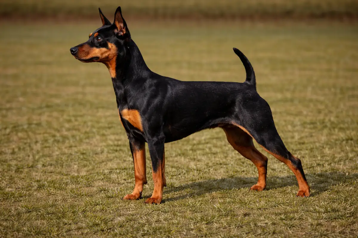 Zwergpinscher - Rehpinscher