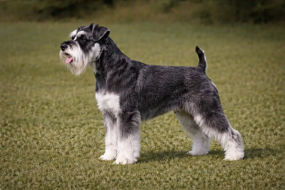 Zwergschnauzer