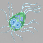 Giardien beim Hund infos testen symptome