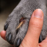 grannen beim hund symptome